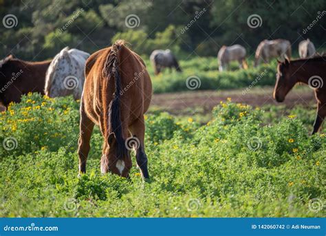 Gazing Flock of Horses in the Meadow Stock Photo - Image of brown, land ...