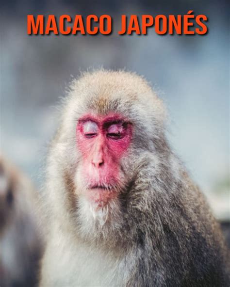 Buy Macaco japonés: Libro para niños con imágenes asombrosas y datos ...