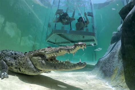 CROC EXPERIENCE - All You Need to Know BEFORE You Go 2026 (with Photos ...