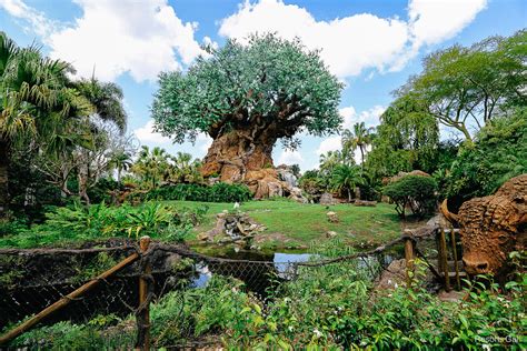 Disney's Animal Kingdom Attractions, Rides, and Entertainment - Resorts Gal