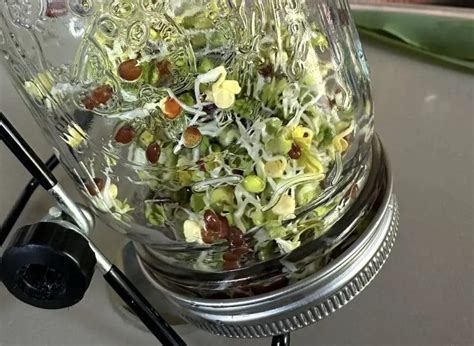 Image result for Radished Sprouting