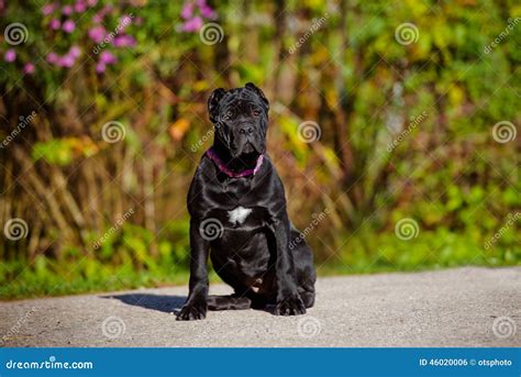 Black Cane Corso Puppy Outdoors Stock Photo - Image of portrait ...