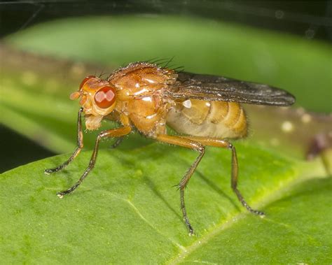 Makrofotografering af fluer fra Danmark