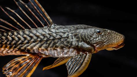 Image result for Alien Fish