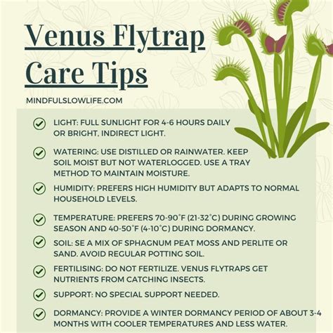 How to Care for a Venus Fly Trap (And Keep It Alive) - mindful slow life