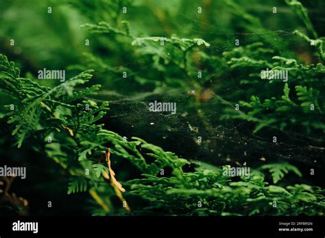 Image result for Spider Web Thread Lift Cost