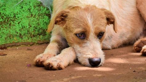 Loyal dog in China waits daily in corridor for deceased owner: 'Had ...