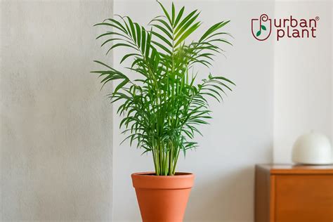 10 Amazing Lucky Plants For Gifting That Radiate Love & Positive Energy