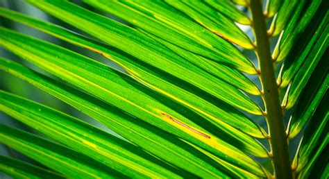 Nitrogen Deficiency in Coconut