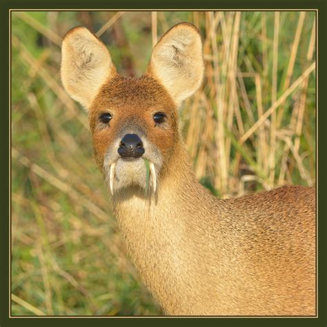 The Chinese Water Deer (a real deer) has these wicked fangs, you know ...