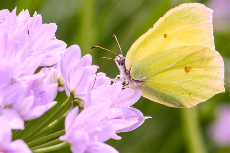 Yellow Butterfly Symbolism and Spiritual Meaning - Brain Decoder