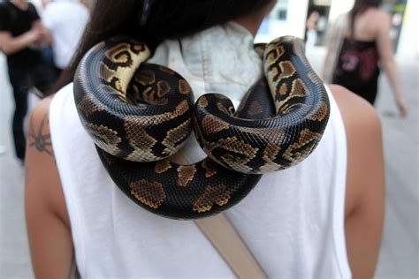 Python Wrapped around Body 的图像结果