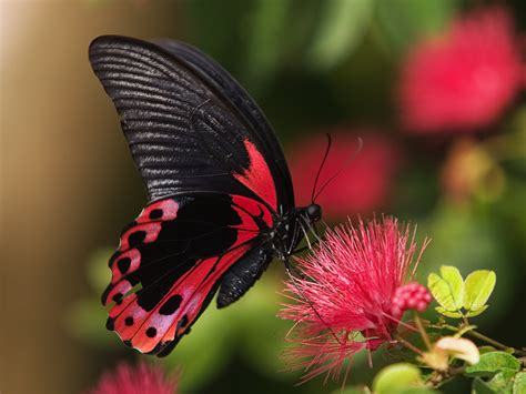 Red Butterfly Background