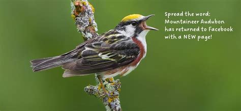 Spring Field Trip: WVU Core Arboretum, WVU Core Arboretum, Morgantown ...