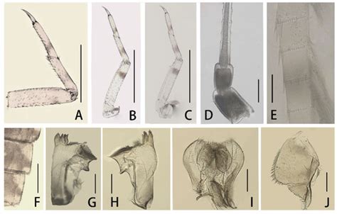 A Review of the Genus Cloeon from Chinese Mainland (Ephemeroptera ...