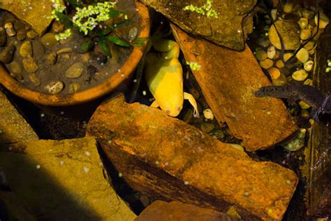 Image result for Frog Catching Insect