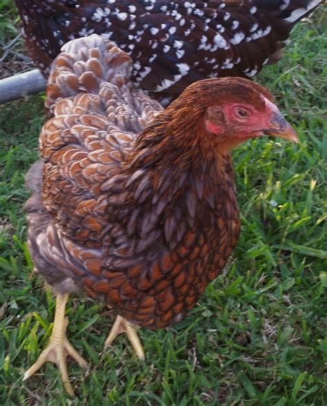 Blue Laced Red Wyandotte 16 weeks | BackYard Chickens - Learn How to ...