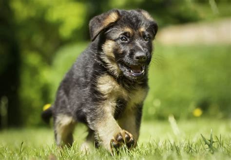 East German Shepherd Dog Breed Information, Images, Characteristics, Health