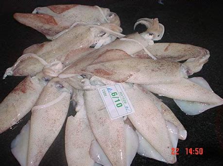 Cephalopods | Squids | Octopus