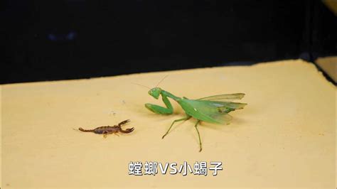 螳螂宠物,最容易饲养的10种螳螂,宠物昆虫螳螂_大山谷图库
