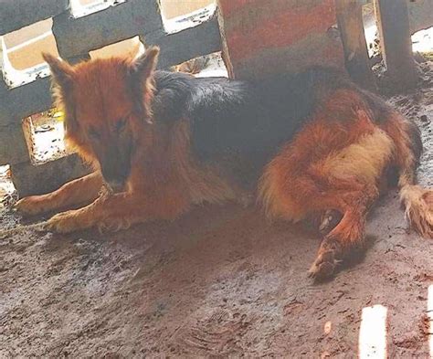 सड़क पर बिखरे खून के पास बैठकर रो रहा था यह कुत्‍ता, वैशाली पुलिस को भी ...