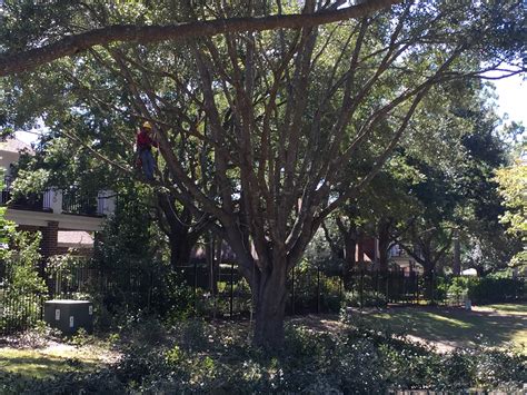 Image result for Houston TX Tree Service