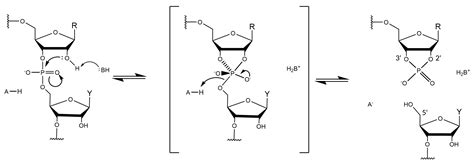 Molecular Features and Metal Ions That Influence 10-23 DNAzyme Activity