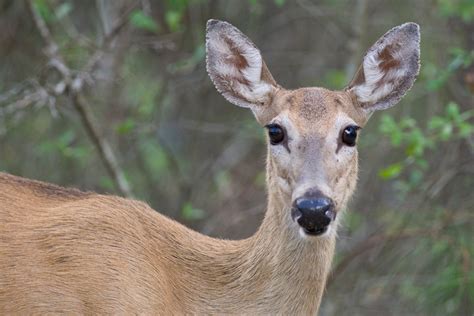 Ohio State Animal White Tailed Deer