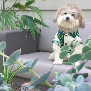 Cute Pomapoo Dog Multicolour Poster PhotoPrint Print Photographic Paper ...