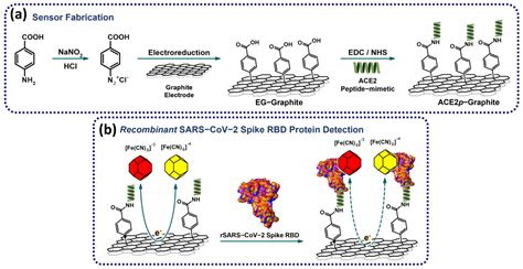 Impedimetric Sensor for SARS-CoV-2 Spike Protein Detection: Performance ...