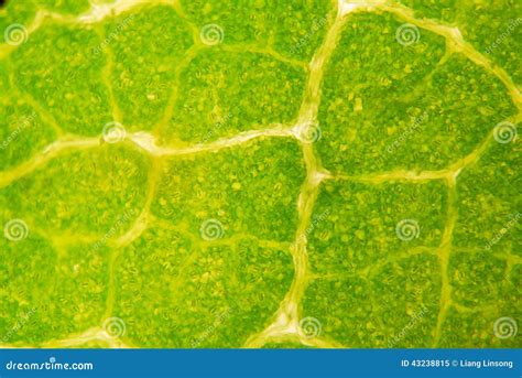 Microscopic Leaf Structure 的图像结果