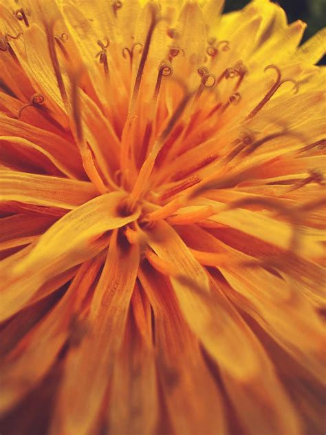Dandelion, shot on iPhone 14 Pro, Macro mode [OC] : r/MacroPorn