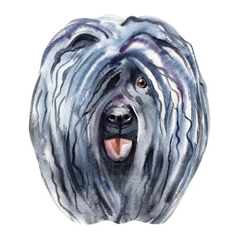 Alpine mastiff watercolor Images - Free Download on Freepik
