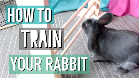 Rabbit Training 的图像结果