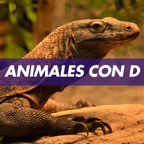 La diversa y única lista de +30 animales con D