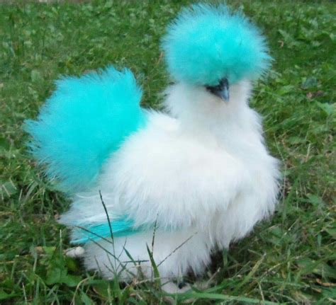 Dyed Silkies Chickens in White and Blue Color