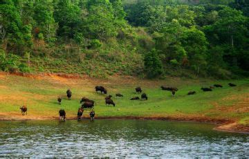 Beautiful 17 Days 16 Nights Periyar Holiday Package | Bangalore, Mysore ...