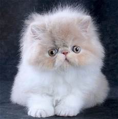 gatti persiani immagini gatto persiano foto di cuccioli persiani centrinno gatti persiani immagini gatto persiano foto di cuccioli persiani centrinno