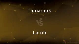 Verbiage vs. Wording — What's the Difference?