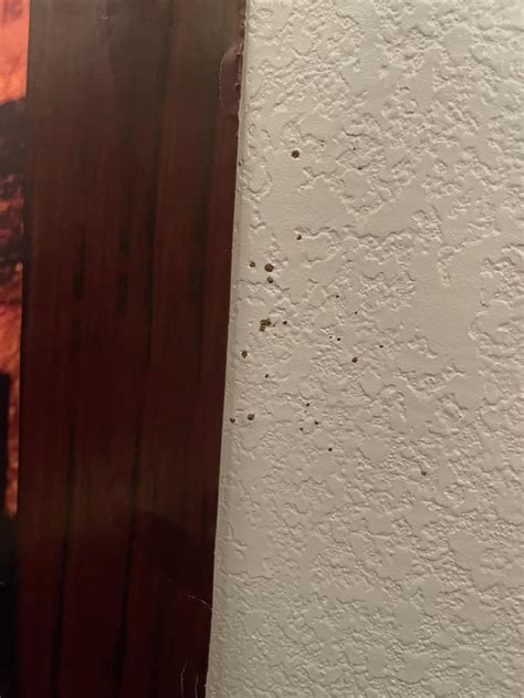 Image result for Toad Eating Drywall