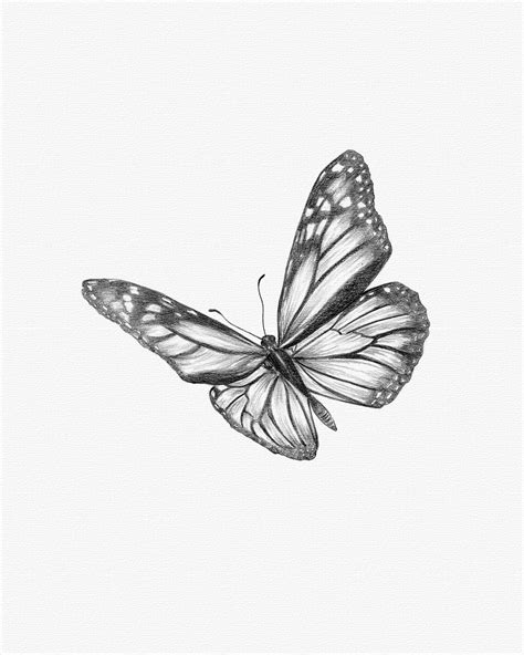 Monarch butterfly drawing – Artofit