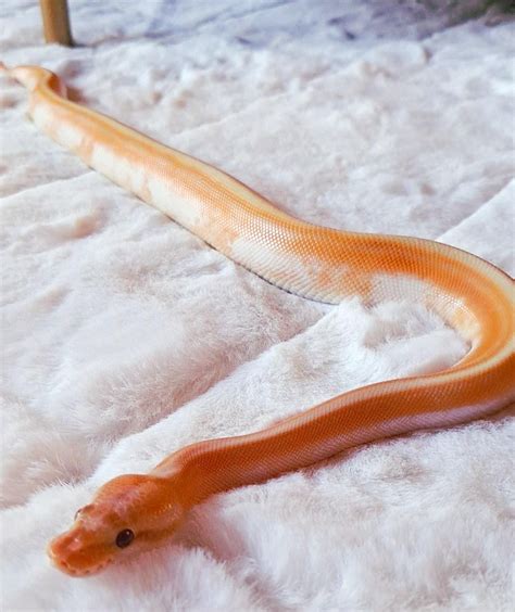 Image result for Ball Python Snake Rack Build