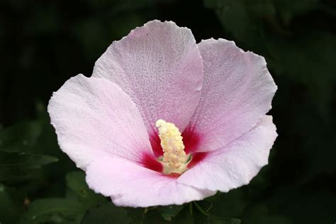plant, floral emblem, beauty in nature, flower head, growth, petal ...