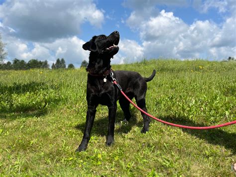 Pourquoi faire un test Snap 4dx pour la santé de votre chien? - Hôpital ...