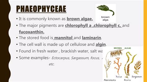 Algae. Classification of Algae. Chlorophyceae, Rhodophyceae ...