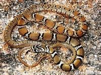 Madhya Pradesh State Biodiversity Board