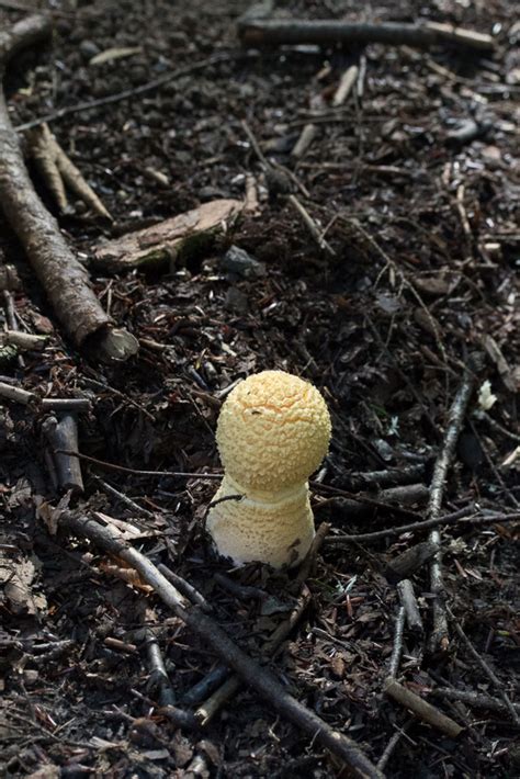 amanita-muscaria-var-guessowii-button-by-richard-jacob | Western ...