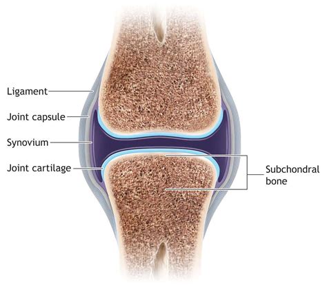 Kneebone Definition at Joyce Hartmann blog