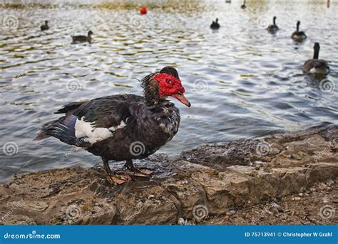 Red-headed Duck stock image. Image of muscovy, pond, feathers - 75713941