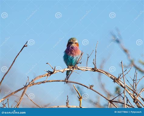 Lilac-breasted Roller (Coracias Caudatus) Stock Photo - Image of breasted, lilac: 36277866